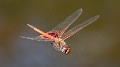 Tramea loewii male-1729